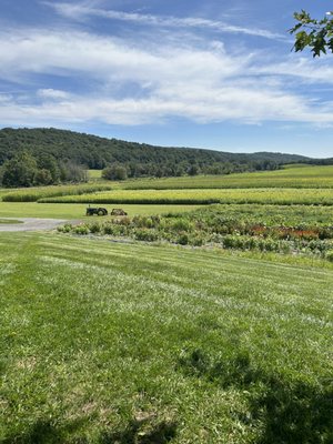 View from the tables