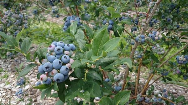 The berries are so yummy, couldn't help but sneak a few bites while picking...