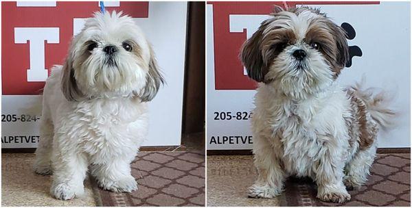 These little boys are Harley & Jagger, and they are going to be staying at Hotel Pet Vet tonight!