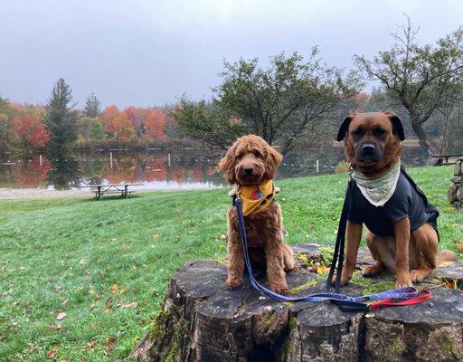 Mountain pups!