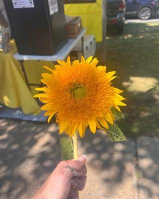 Sunflower