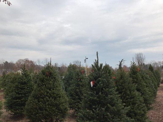 Lots of Christmas trees!