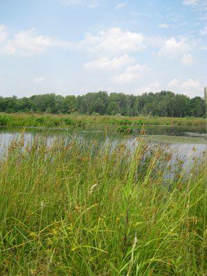 Wetland Site