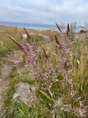 Purple Needlegrass