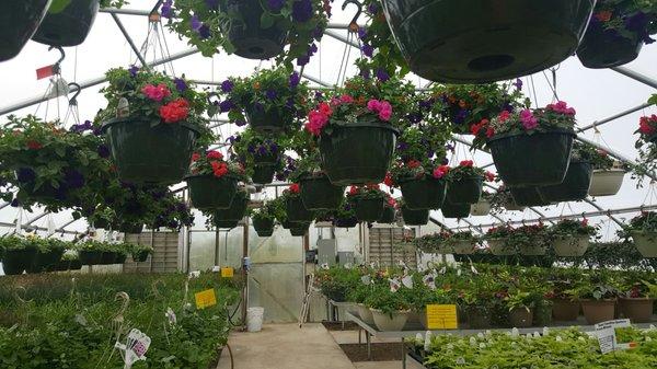 More hanging baskets