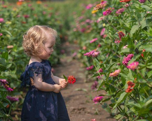 Debuck's Corn Maze & Pumpkin Patch