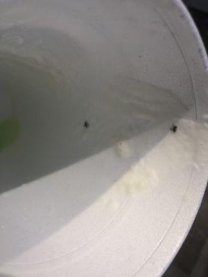 Bugs at the bottom of my snoball