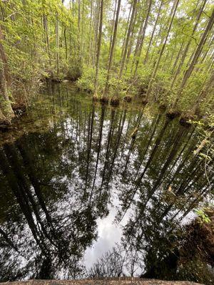 The awesome reflections in the eerie black waters of woods bay.