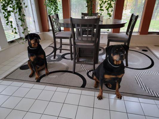 The not so easy Rottweilers (Gretta, the jerk on left and Hildegard on the right).