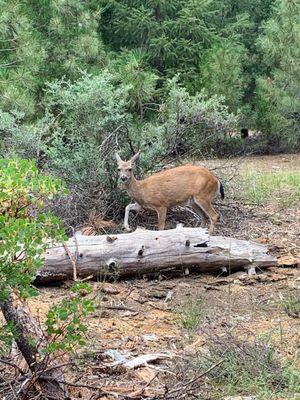 Deer along the trail