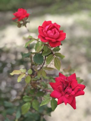 Beautiful roses near entrance