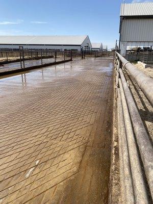 Alleys on a 6000 head dairy in Colorado, no longer using compost for traction.