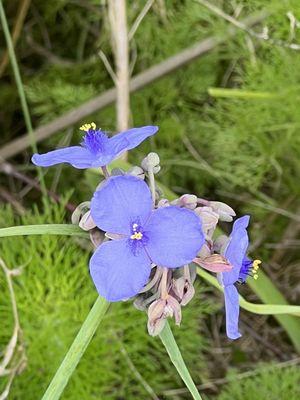 Beautiful wild flowers