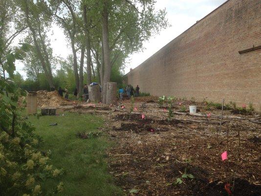 Permaculture food forest installation