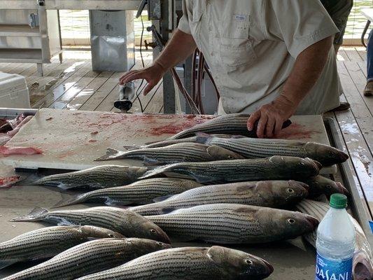 Striped bass!