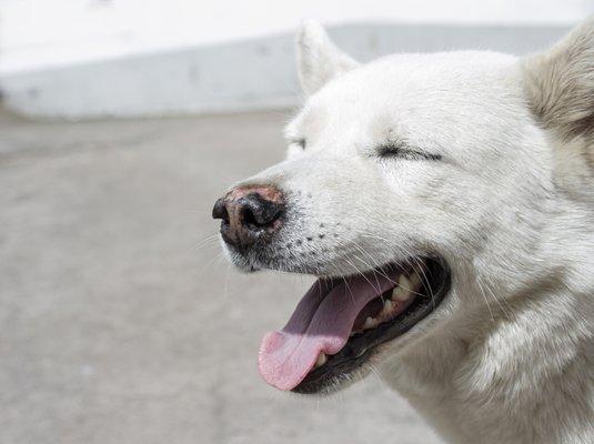 Another fun picture of Molly on a hot day.