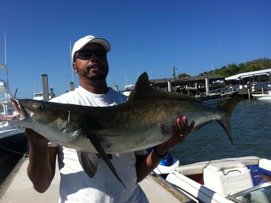 Fishing charters Daytona Cobia