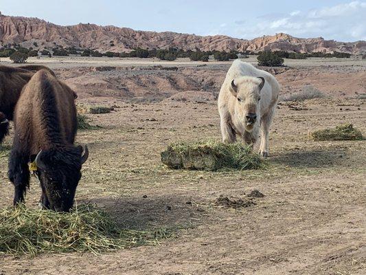 White Bison feeding time