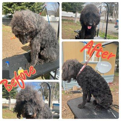 Before and after, this Labradoodle was amazing to groom!