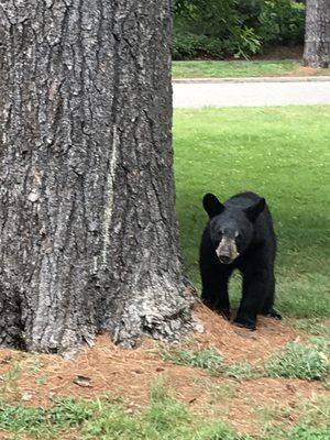 Baby bear we saw on tour