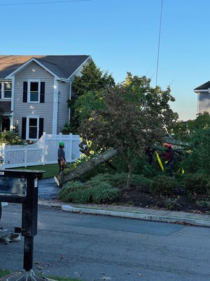 Tree in driveway which they had to cut up, remove and clean up the driveway