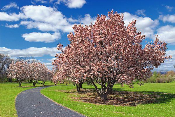 Bloomed Dogwoods surround the popular walking trail