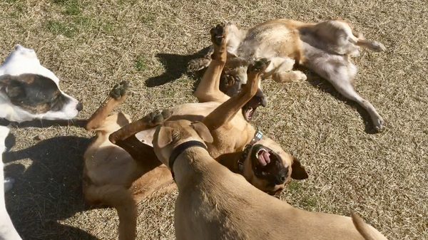 Some good 'ol DogJoy rolling in playgroup.