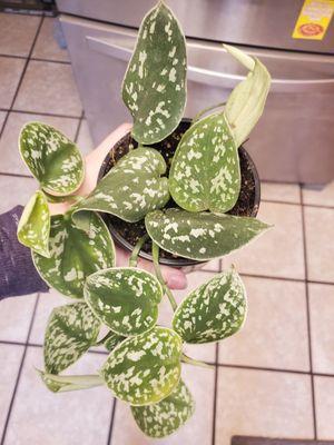 My silver pothos I bought