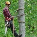 Jackson's Tree Service