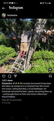 Removing bees from  Children's Fairyland