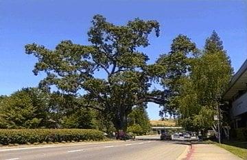 danville oak tree