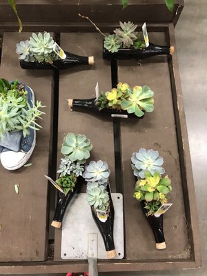 Wine bottle potted plants