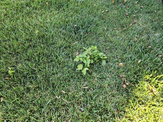 Hire E.L Services if you want your curb appeal to signify weeds and dead bushes or trees.