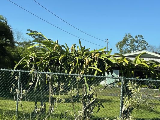 Dragon fruit tree