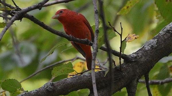 Very cool seeing a pair of tanagers.  It took me a while to figure out what they were.  Birds abound in Texas, so pay attention!