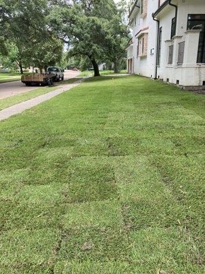 St Augustine grass installation in a front yard.