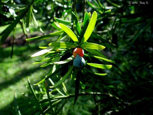 Podocarpus.