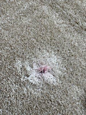 Patching carpet from untreatable red stain