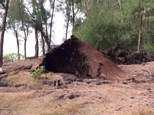 Fallen tree looks like a shack- shows very thin soil