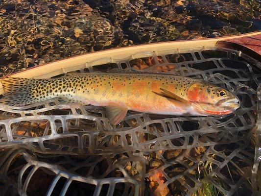 Blue Yonder Fly Fishing