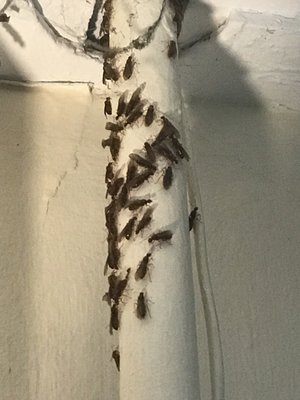 Ant Swarmers