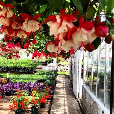 Lawrence Family Greenhouses