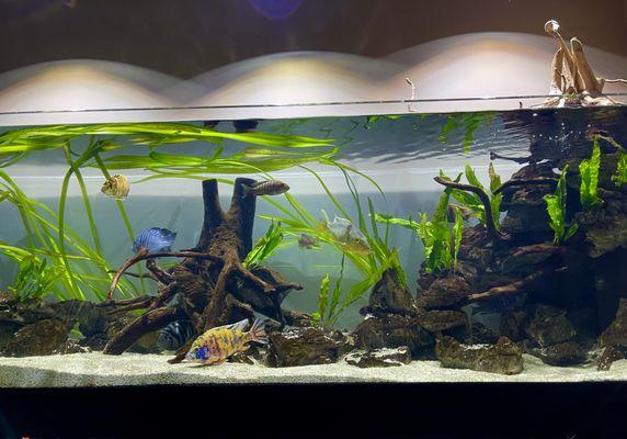 Custom aquarium design housing African Cichlids and live plants with a working waterfall.