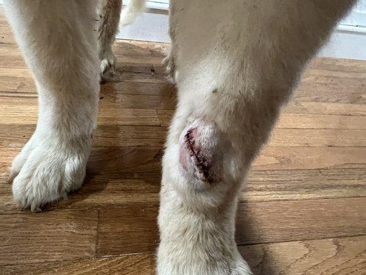 7 staples on our four month old Pyrenees.