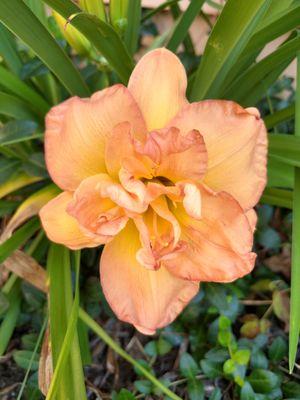 Stunning double day lilies!