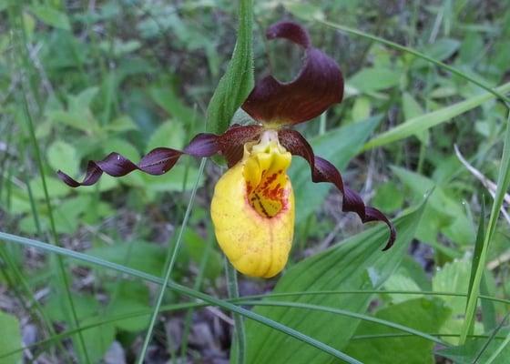 lady slipper!