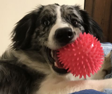 Just a boy and his ball.
 Rescue placement