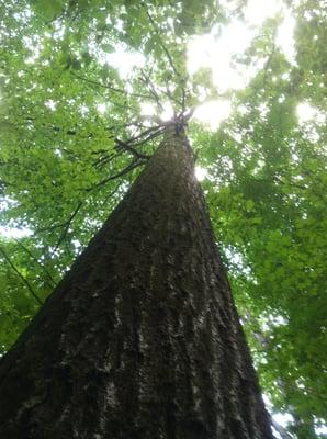 Salem Hardwood Lets the Sunshine In!