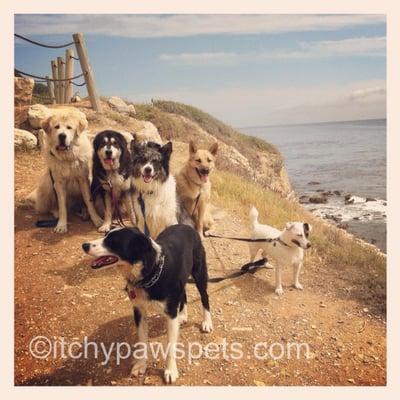 "Class Photo!" a group of lucky pooches went on a hike this month (March '12)