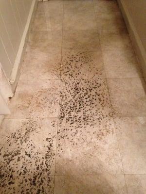 Raw sewage on bathroom floor.